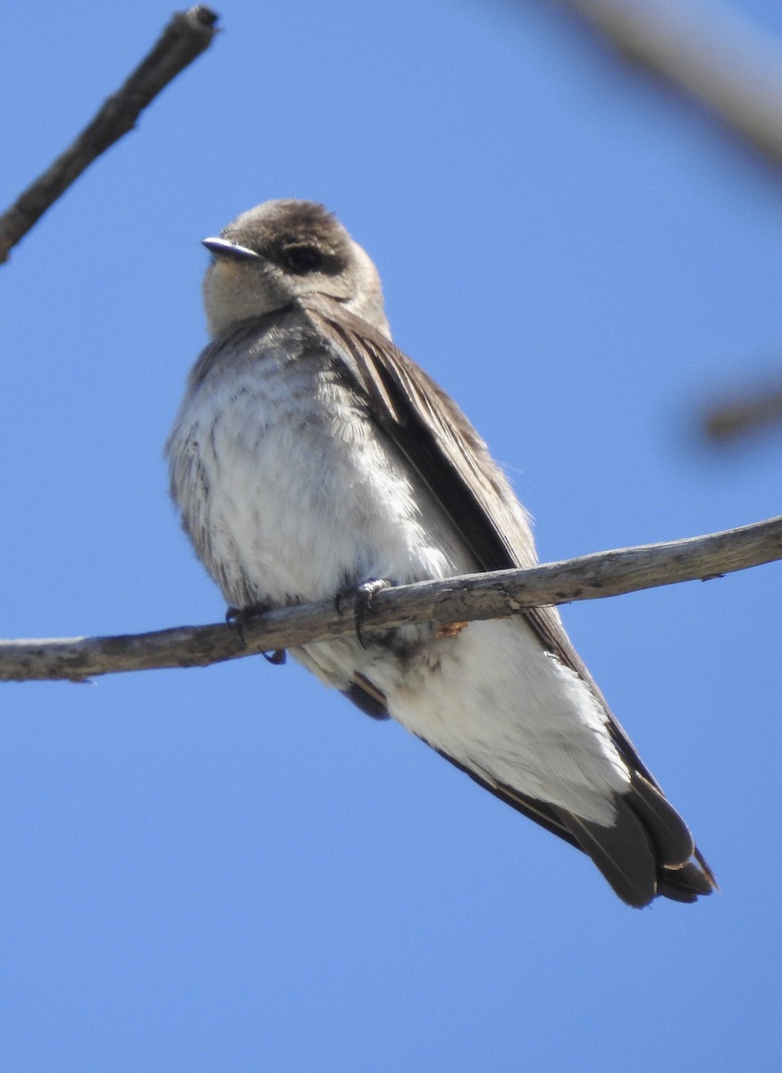 Northern Rough-winged Swallow - ML575994791