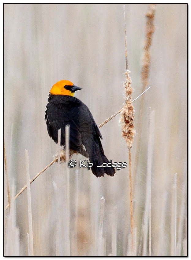 Yellow-headed Blackbird - ML57599651