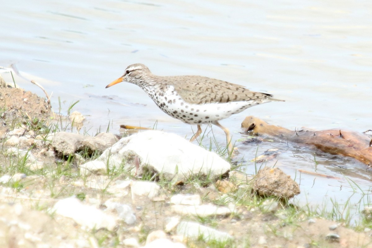 Spotted Sandpiper - Ruth Roeder