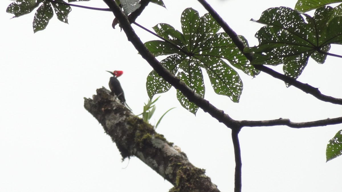 Crimson-crested Woodpecker - Tim Forrester