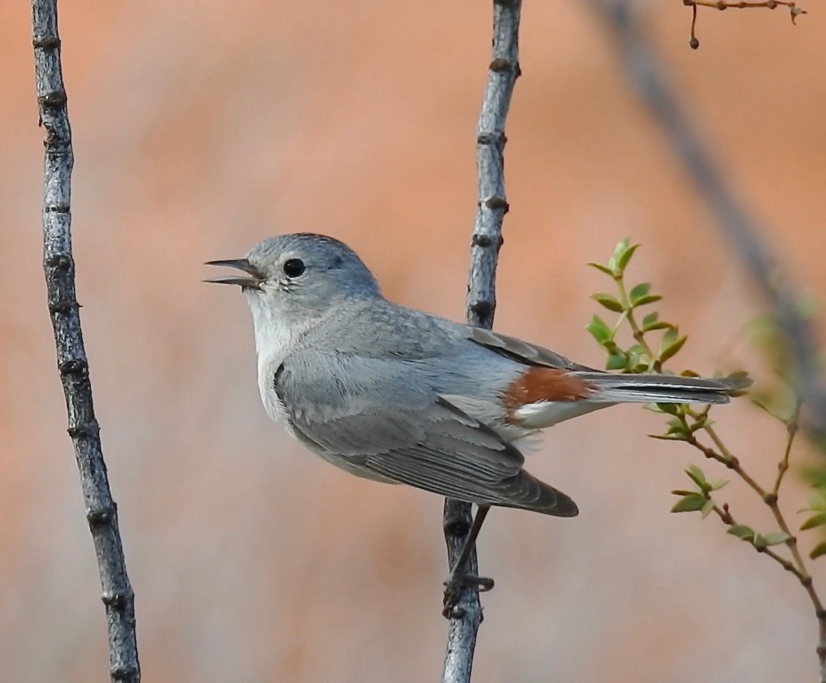 Lucy's Warbler - ML57600211