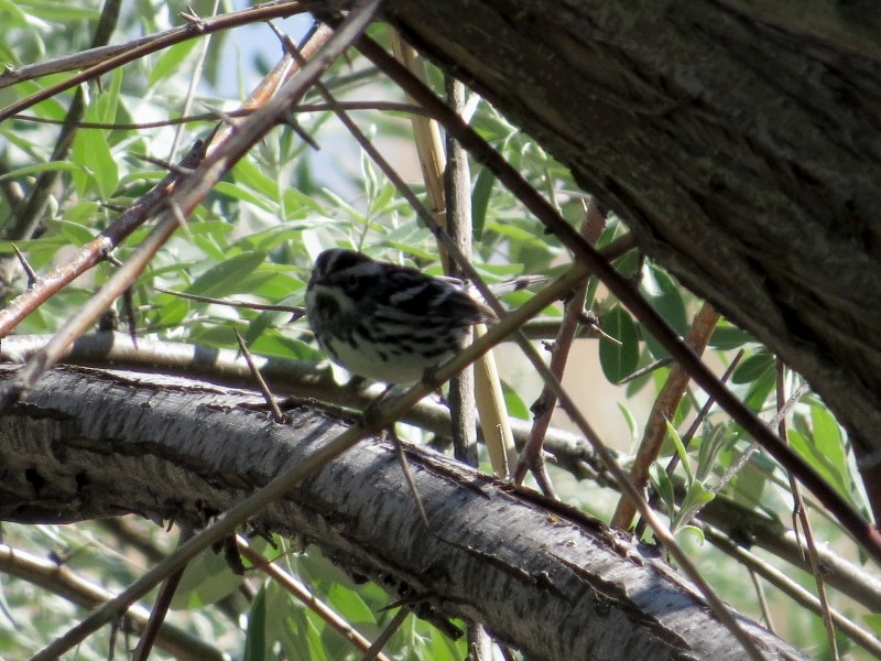 Black-and-white Warbler - ML57600221