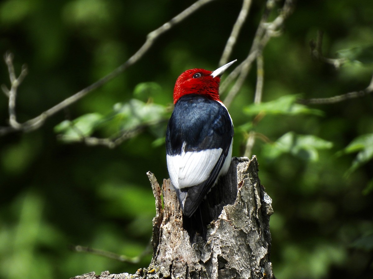 Red-headed Woodpecker - ML576003711