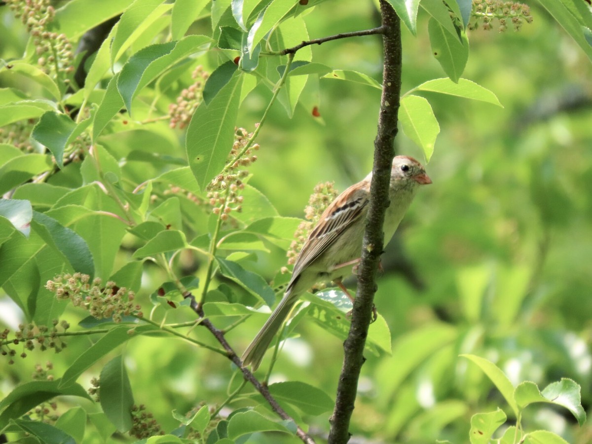 Field Sparrow - ML576004171