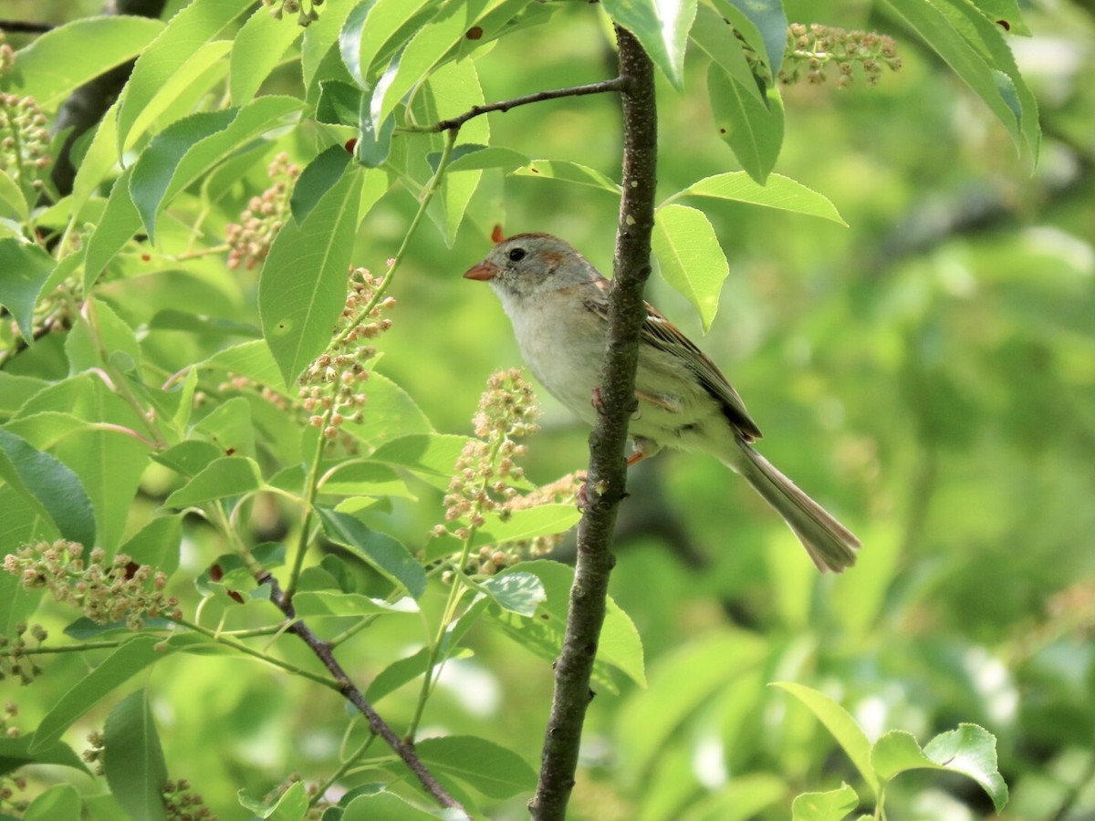 Field Sparrow - ML576004181