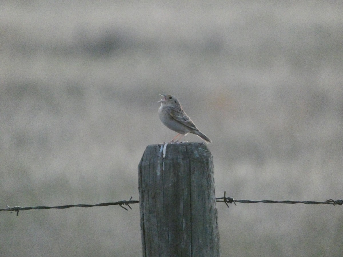 Grasshopper Sparrow - ML576009281