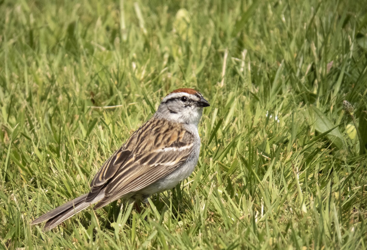 Chipping Sparrow - ML576016421