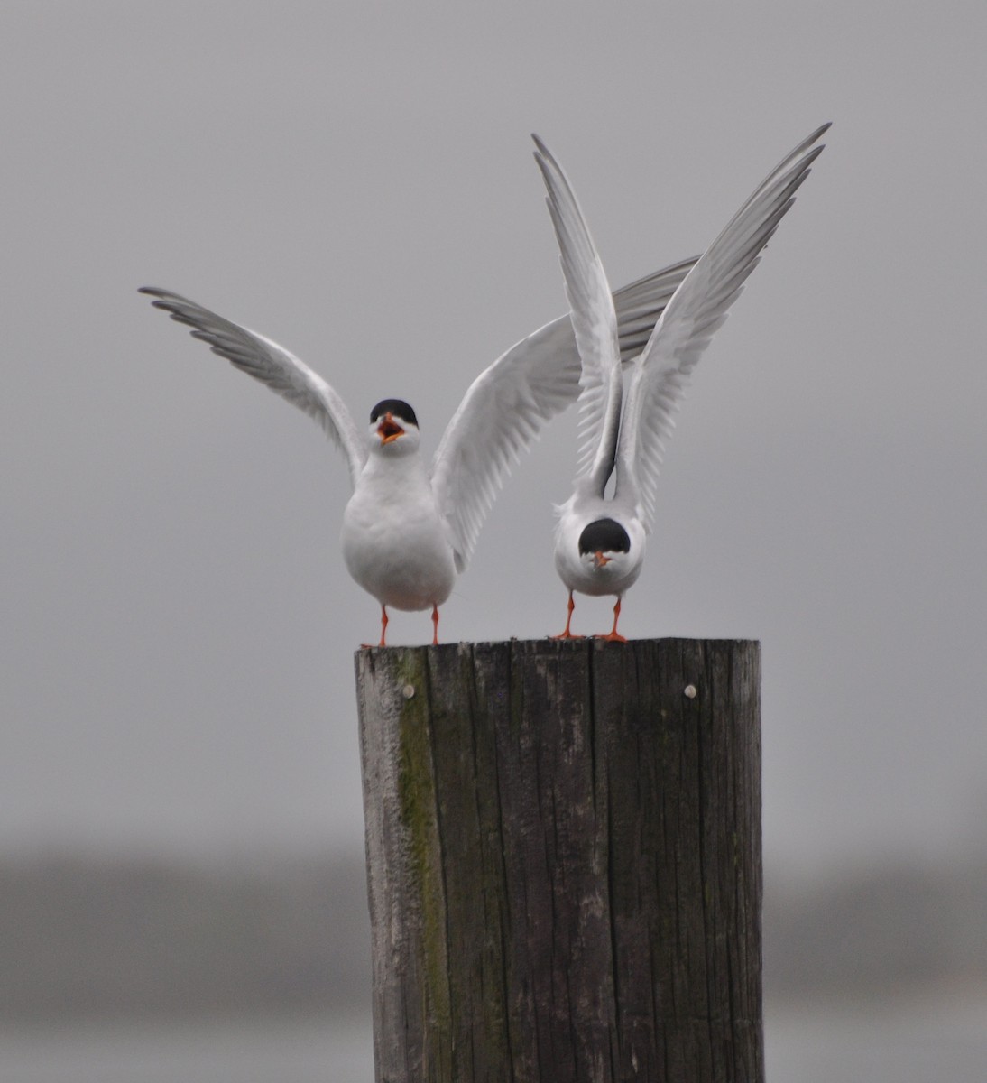 Forster's Tern - Tim Healy