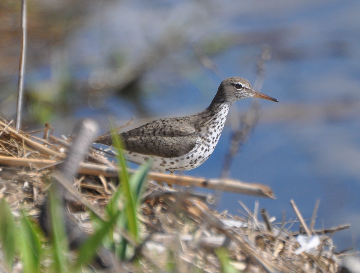 Spotted Sandpiper - Tim Healy