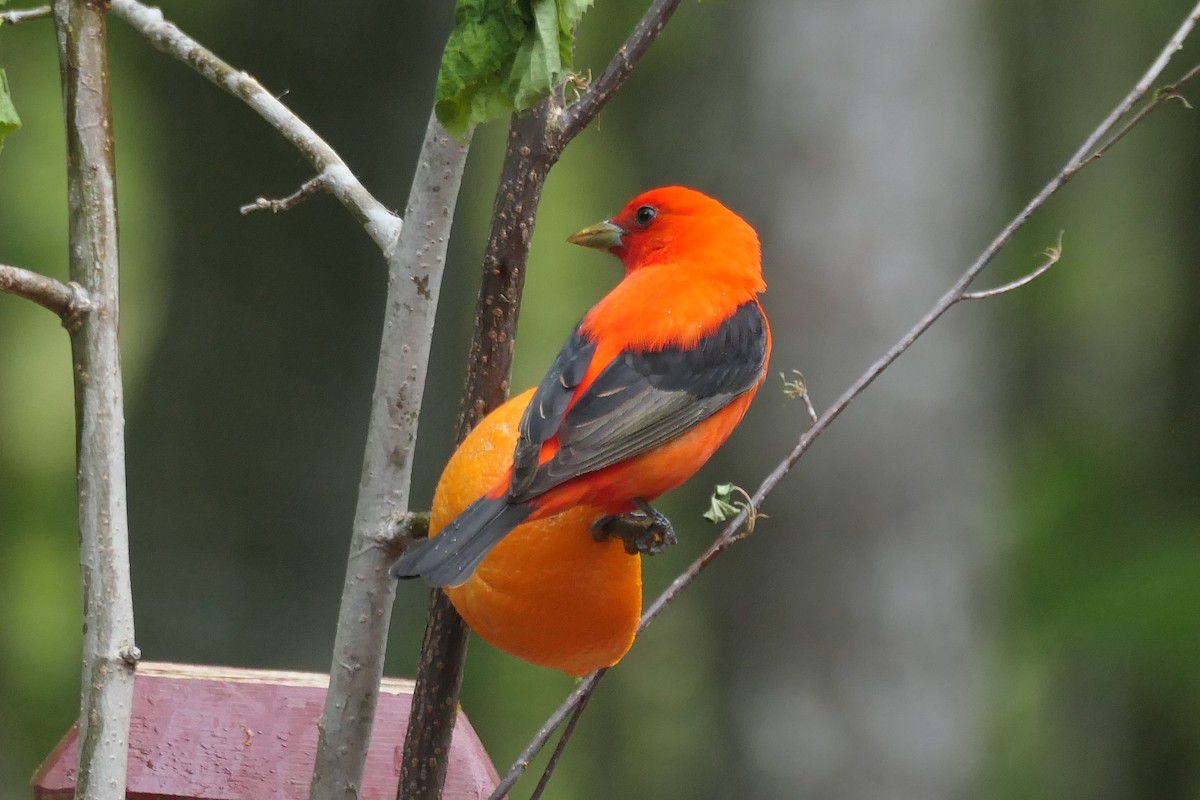 Scarlet Tanager - ML576032141