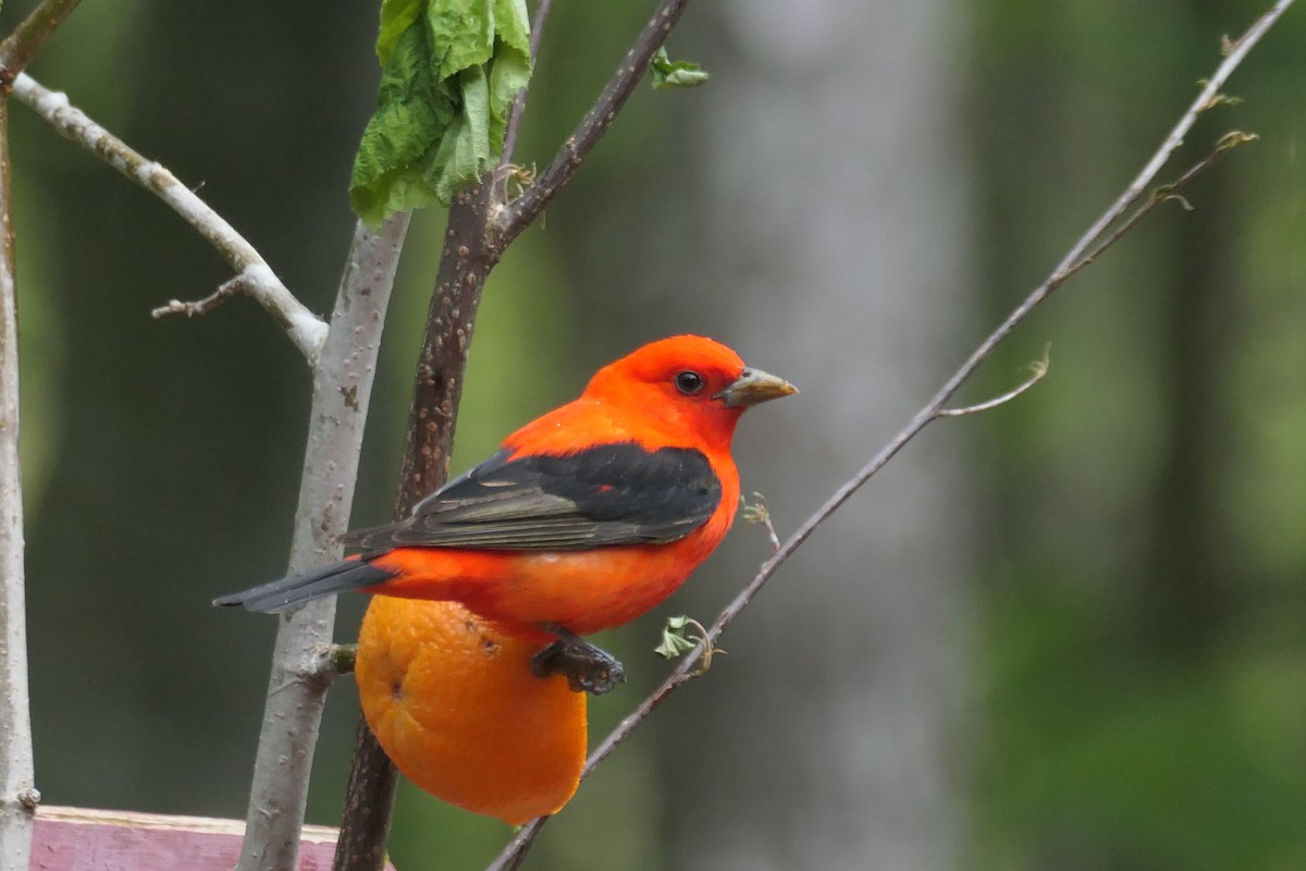 Scarlet Tanager - ML576032151