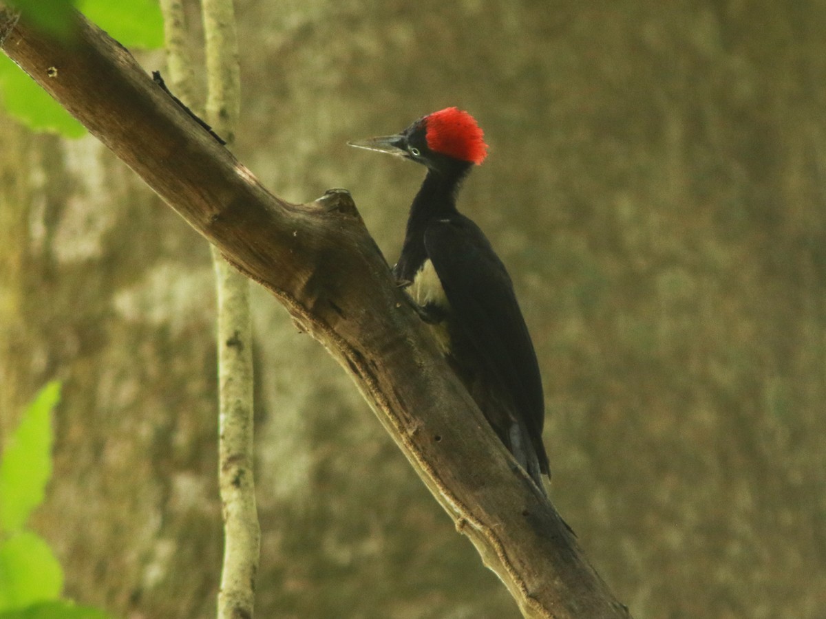 White-bellied Woodpecker - David Beadle