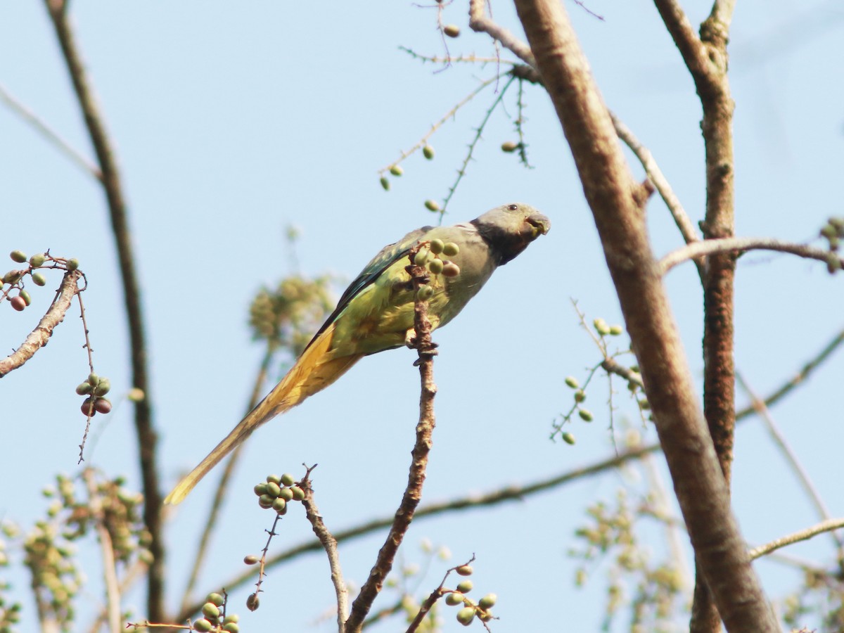 Малабарский кольчатый попугай - ML576033821