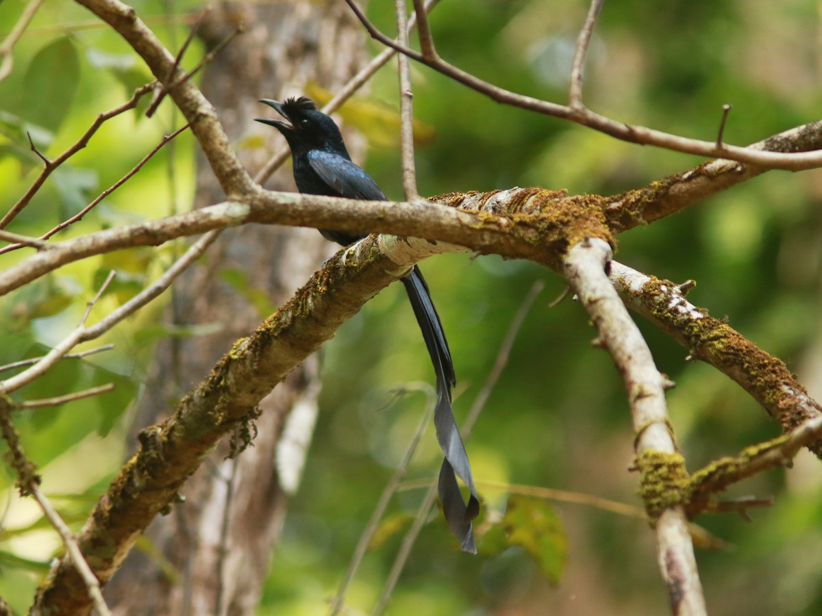 Greater Racket-tailed Drongo - ML576034051