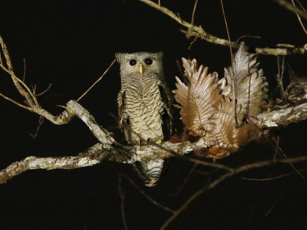Spot-bellied Eagle-Owl - David Beadle