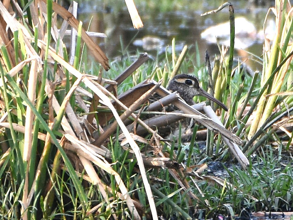 Greater Painted-Snipe - ML57603971