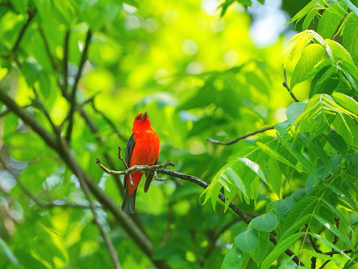 Scarlet Tanager - ML576040161