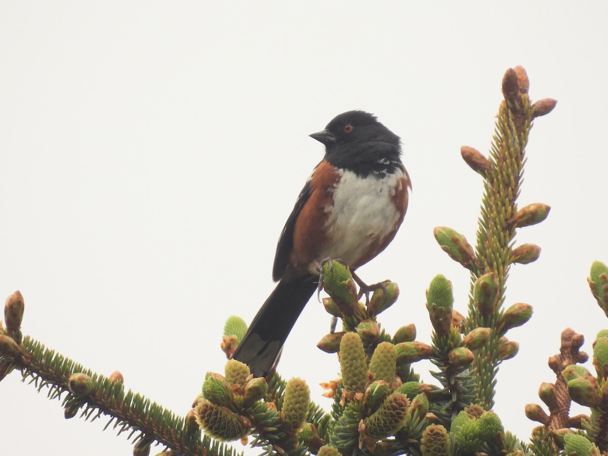 Spotted Towhee - ML576043041
