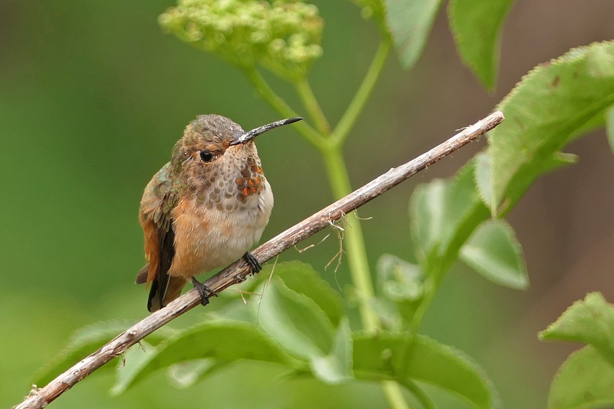 Allen's Hummingbird - ML57604331