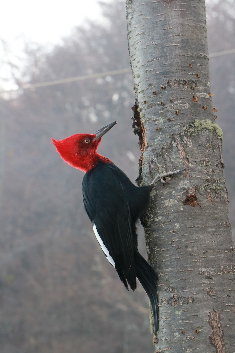Magellanic Woodpecker - Juan Manuel  Fantoni