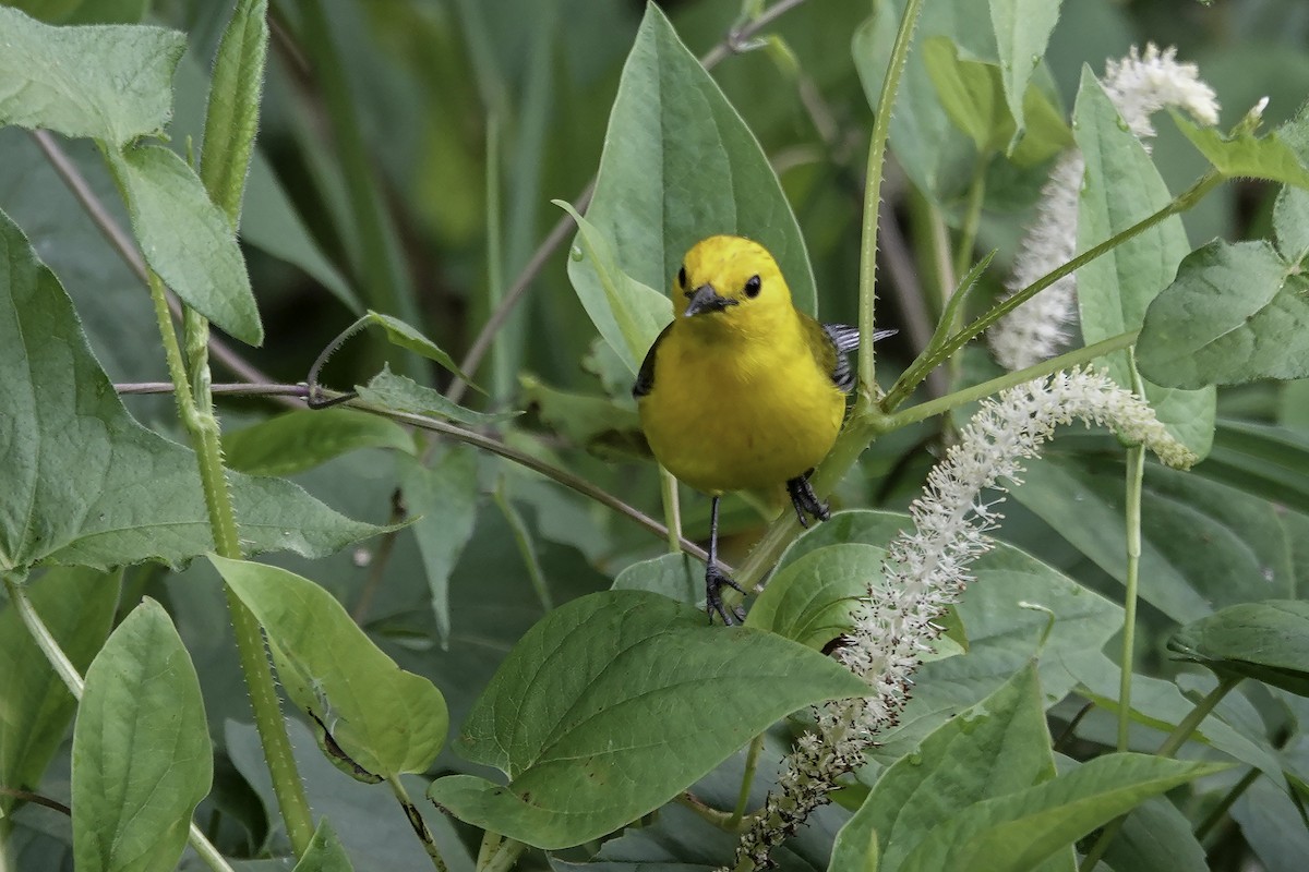 Prothonotary Warbler - ML576044371