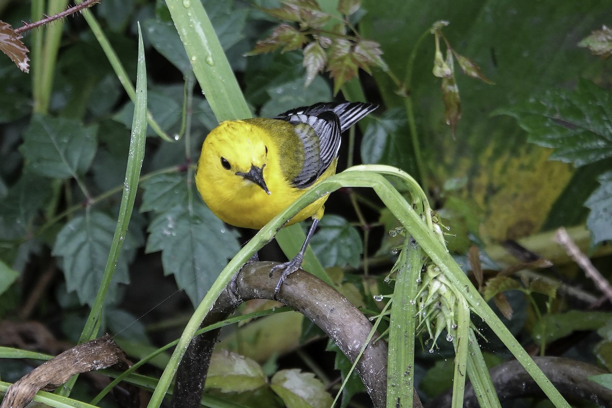 Prothonotary Warbler - ML576044401
