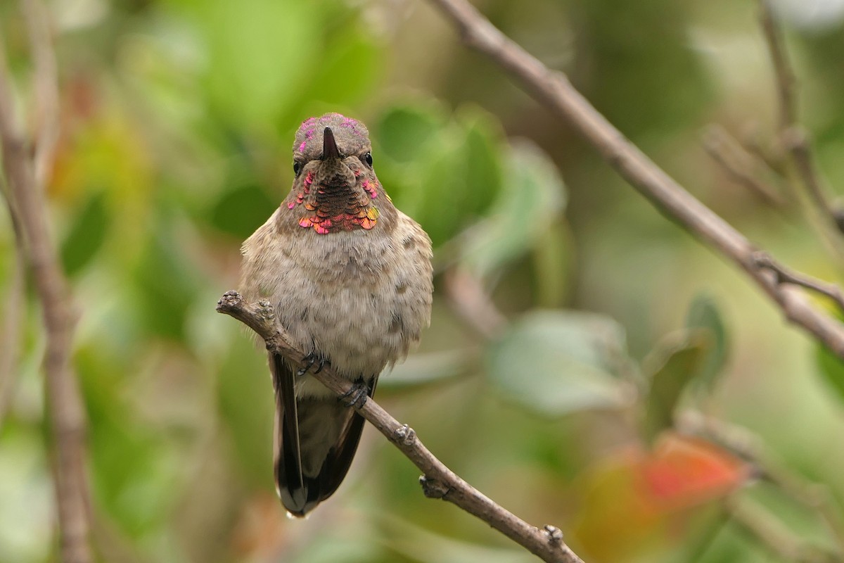 Anna's Hummingbird - ML57604451