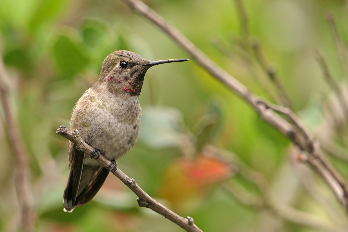 Anna's Hummingbird - ML57604471