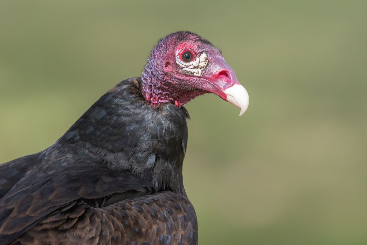 Turkey Vulture - Dorian Anderson