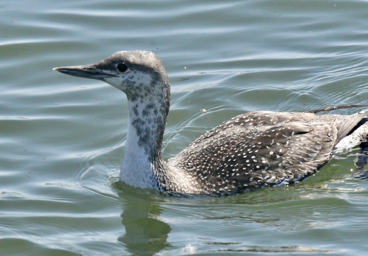 eBird Checklist 22 May 2023 Wilbur RdBoat Launch to Nelson 9