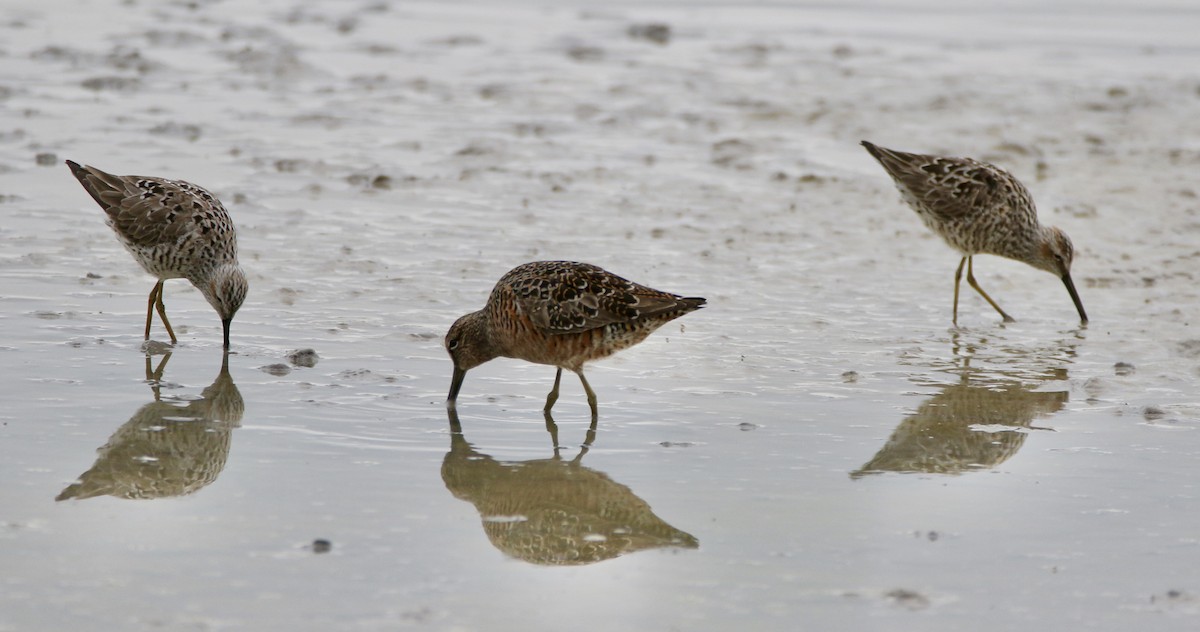 Long-billed Dowitcher - ML576053171