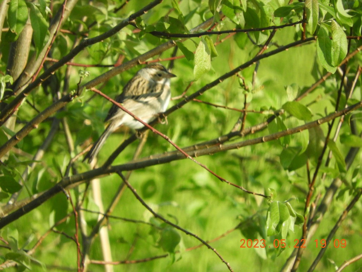 Clay-colored Sparrow - ML576053621