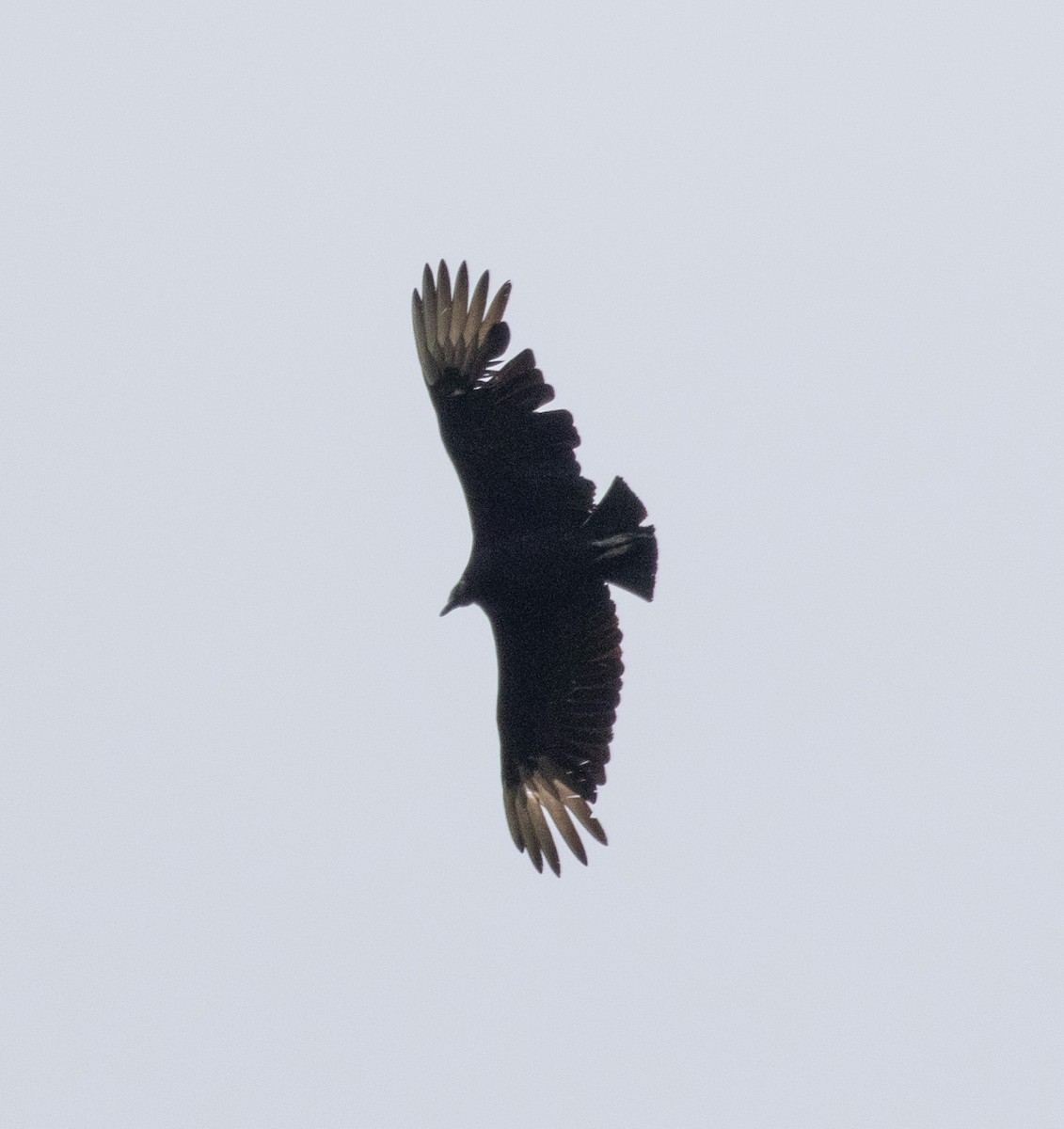 Black Vulture - ML576055031