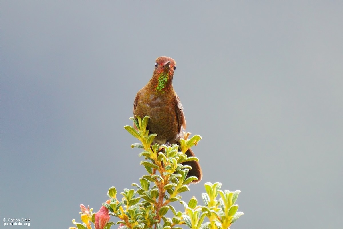 Coppery Metaltail - ML576056191