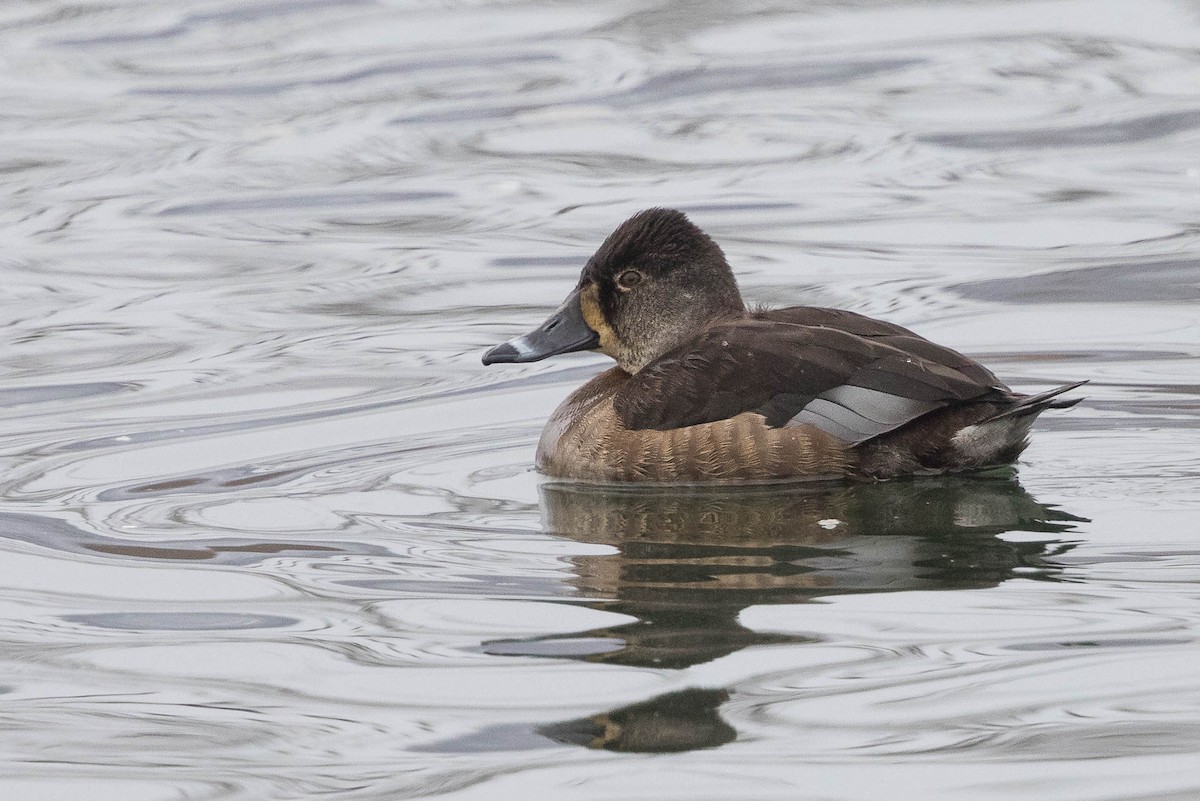 Ring-necked Duck - ML57605961