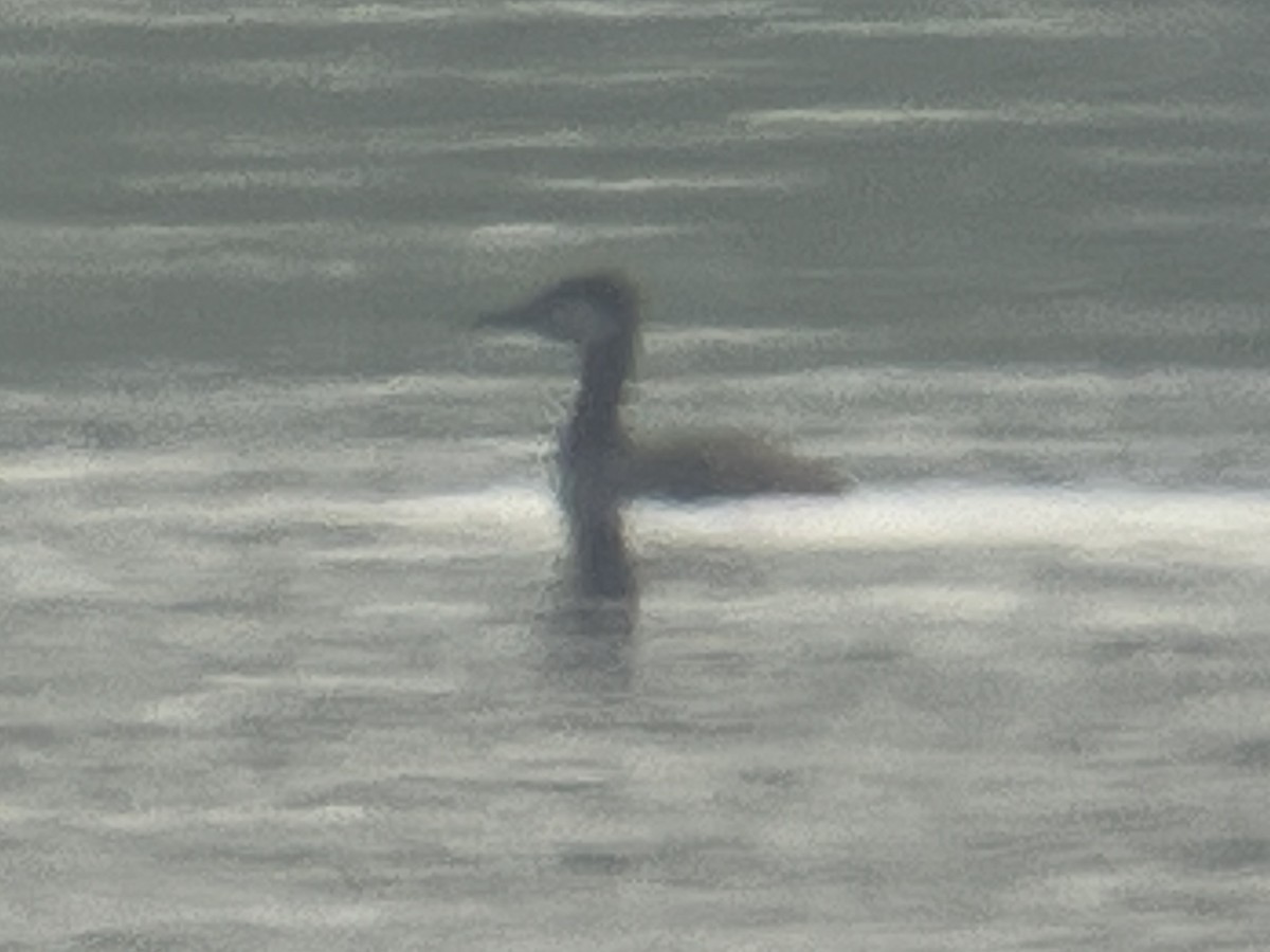 Red-necked Grebe - ML576061161