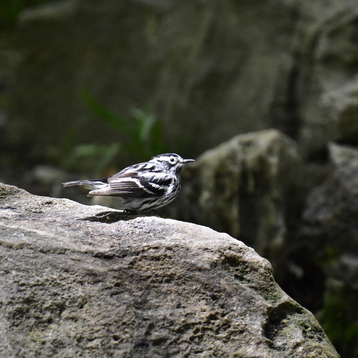 Black-and-white Warbler - ML576062181