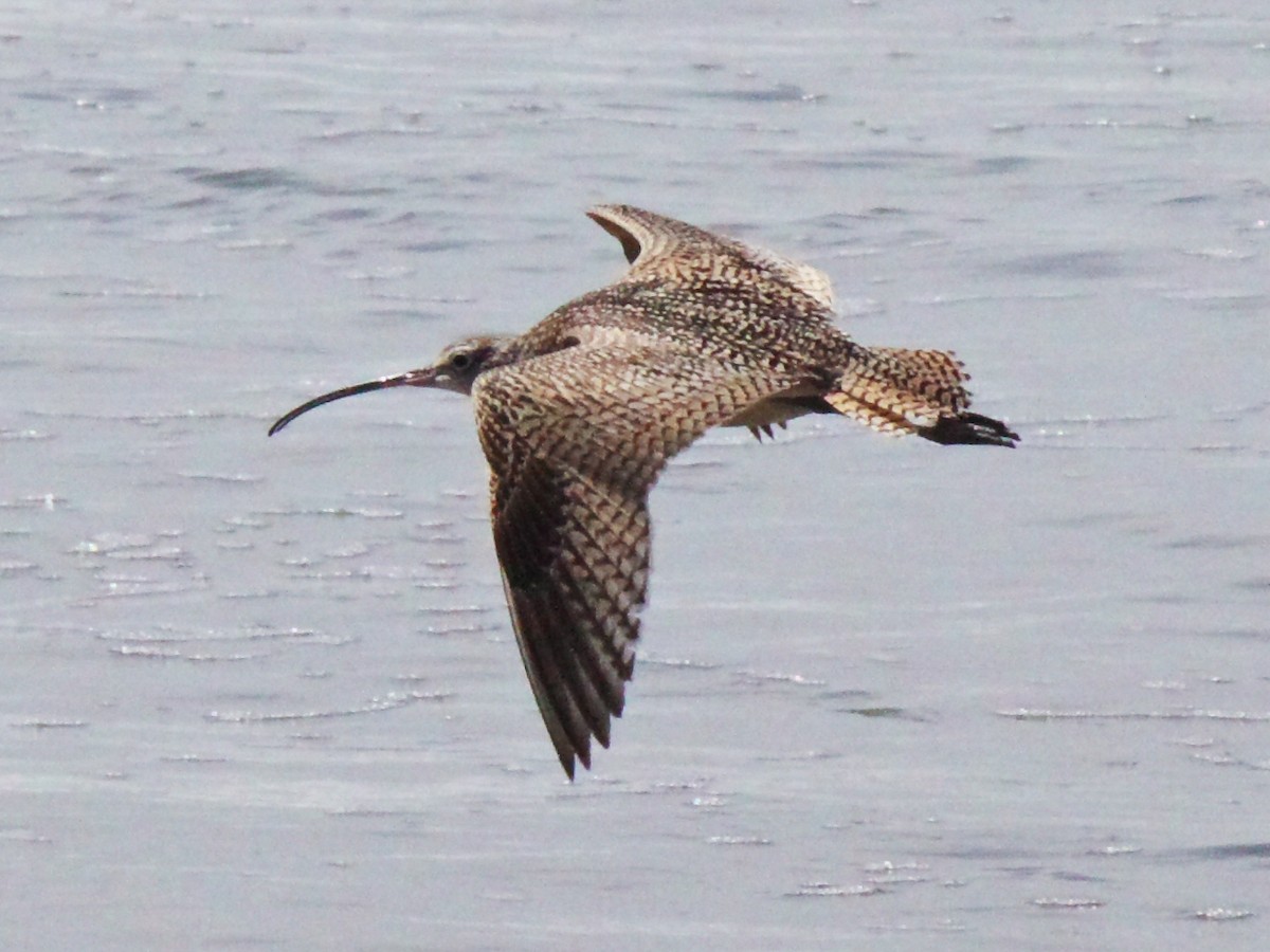 Long-billed Curlew - ML57606291