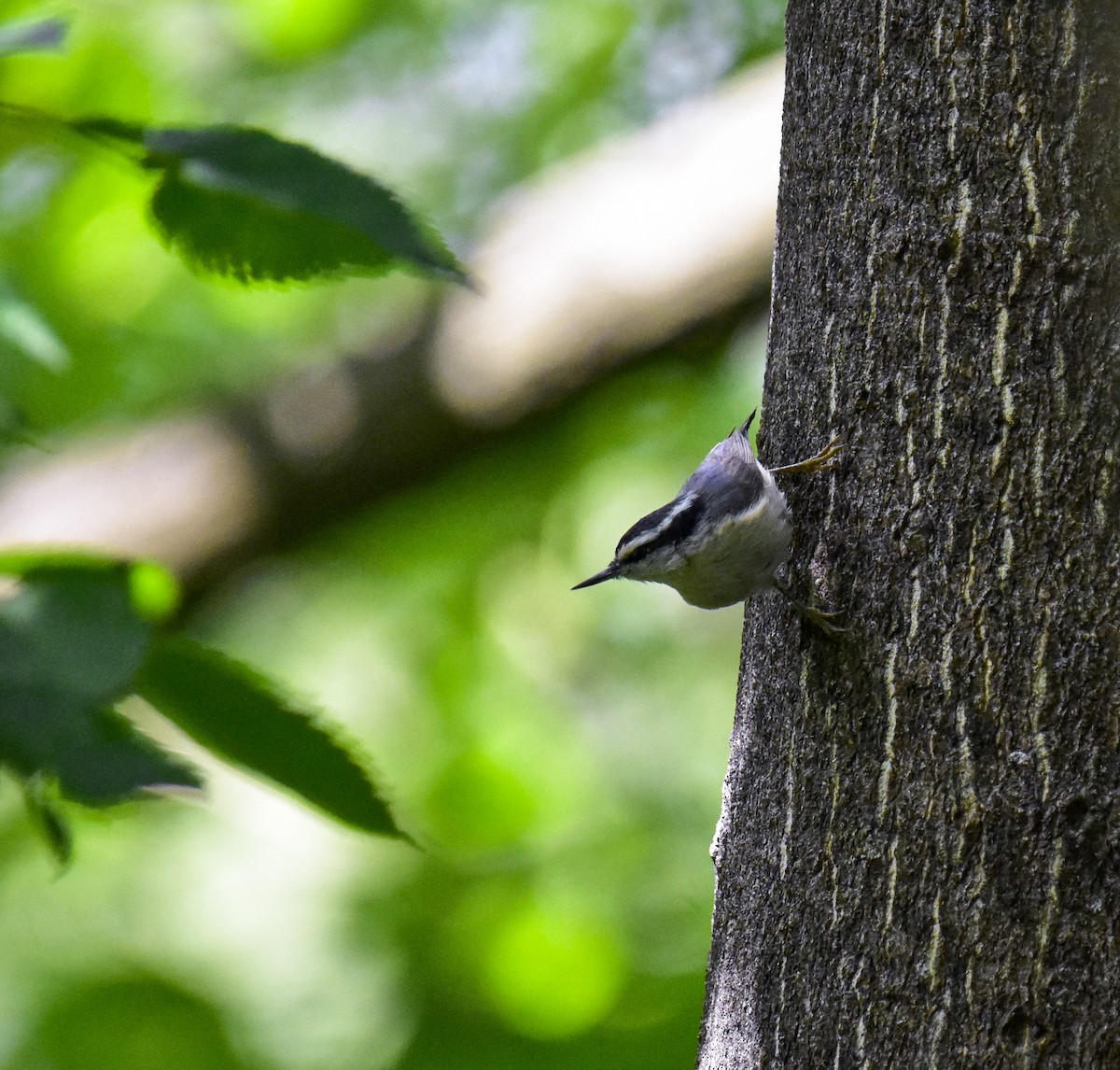 Red-breasted Nuthatch - ML576063031