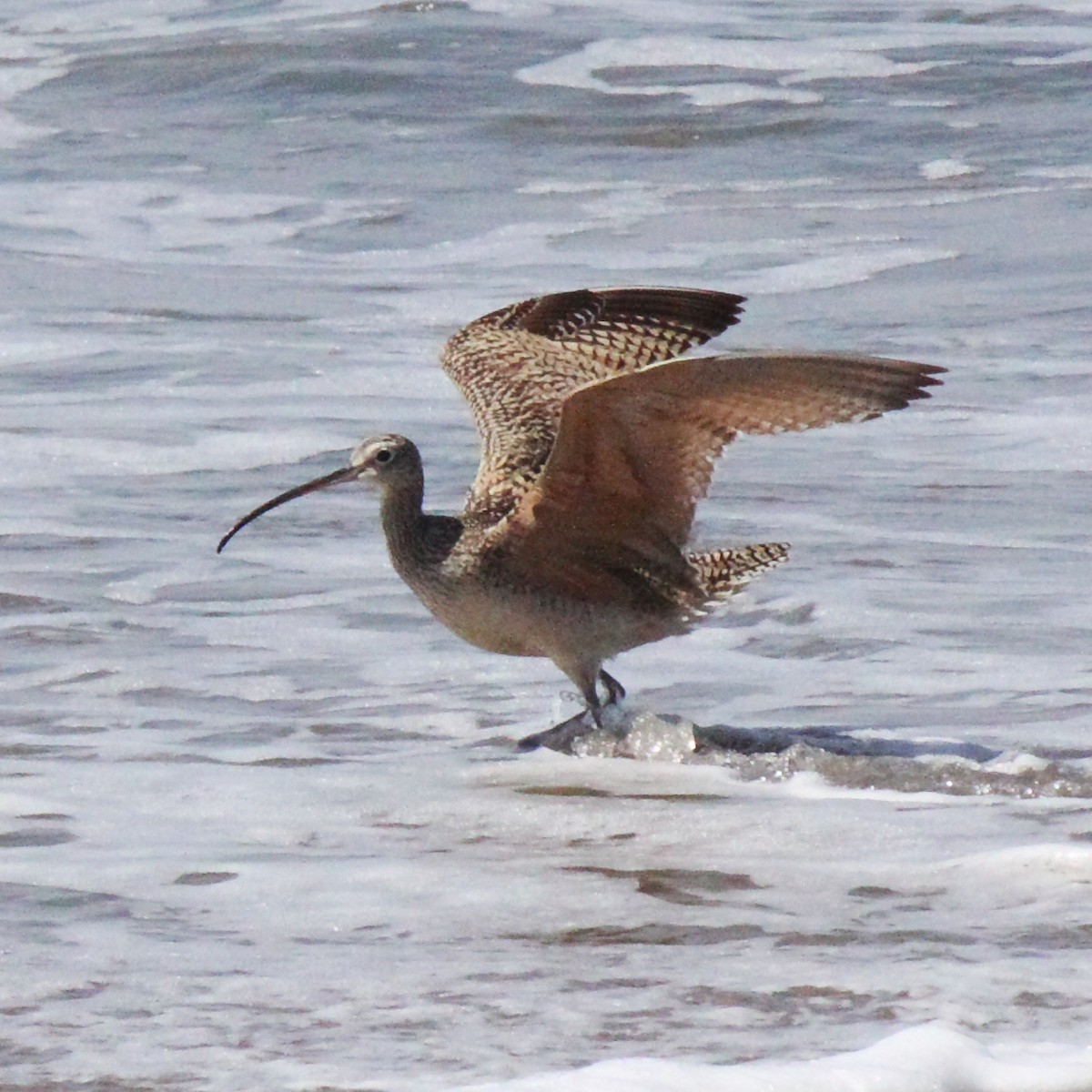 Long-billed Curlew - ML57606321