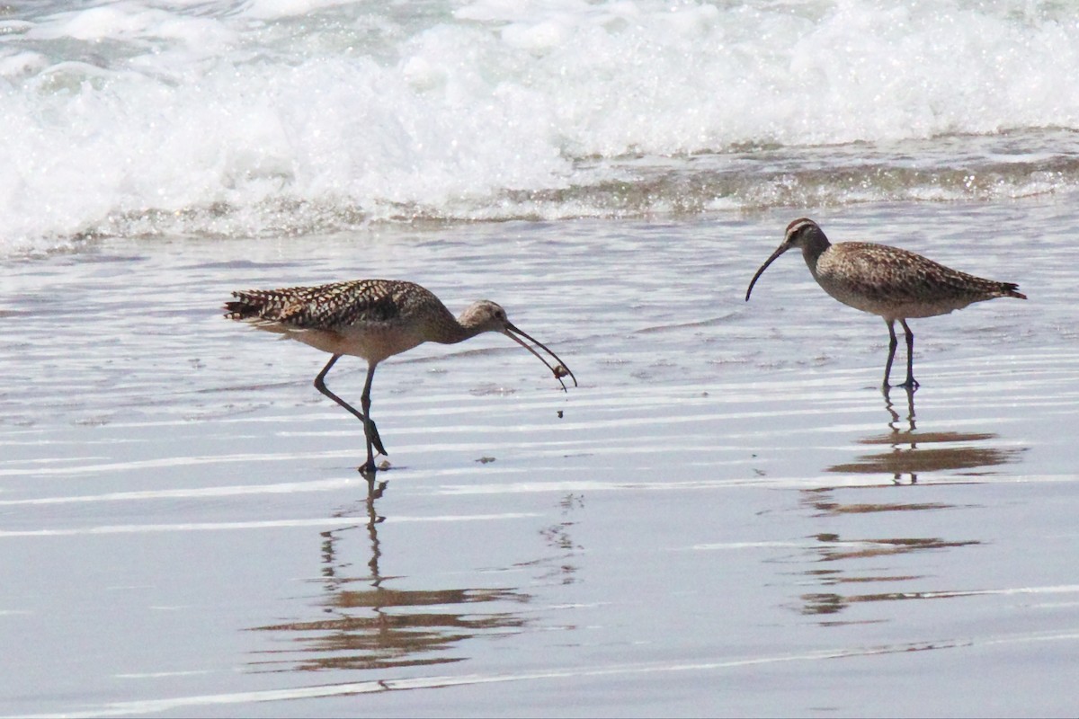 Long-billed Curlew - ML57606331