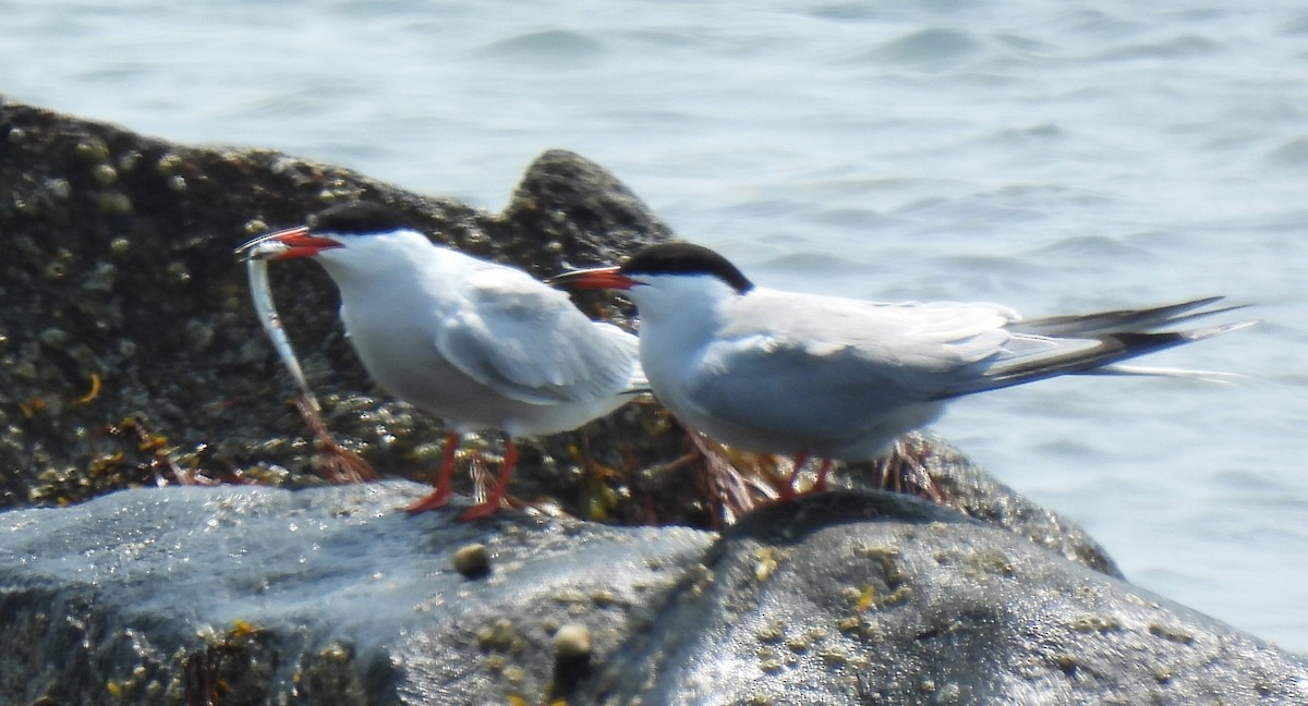 Common Tern - ML576065331