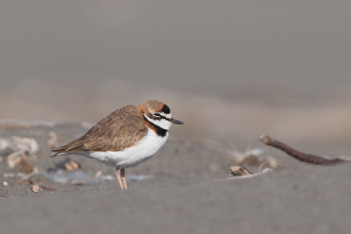 Collared Plover - ML576067931