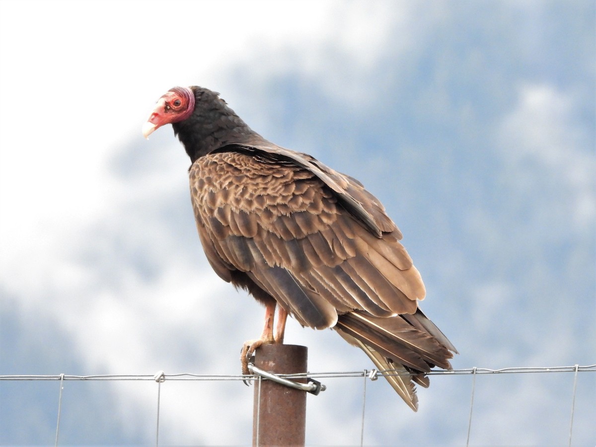 Turkey Vulture - ML576068191