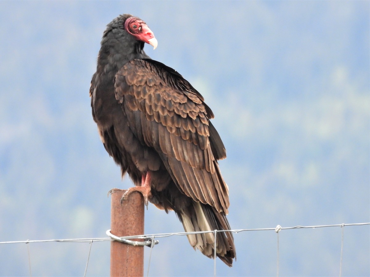Turkey Vulture - ML576068201
