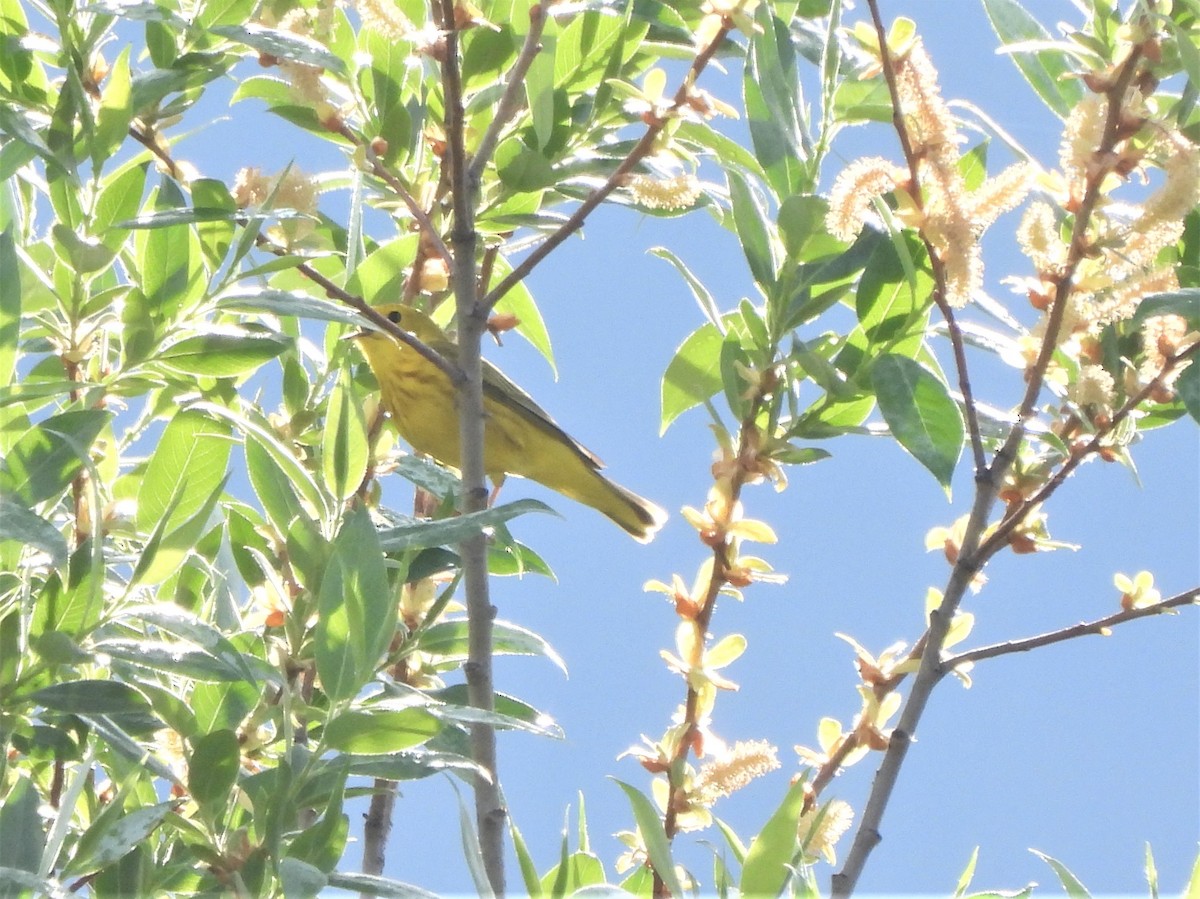 Yellow Warbler - ML576070711