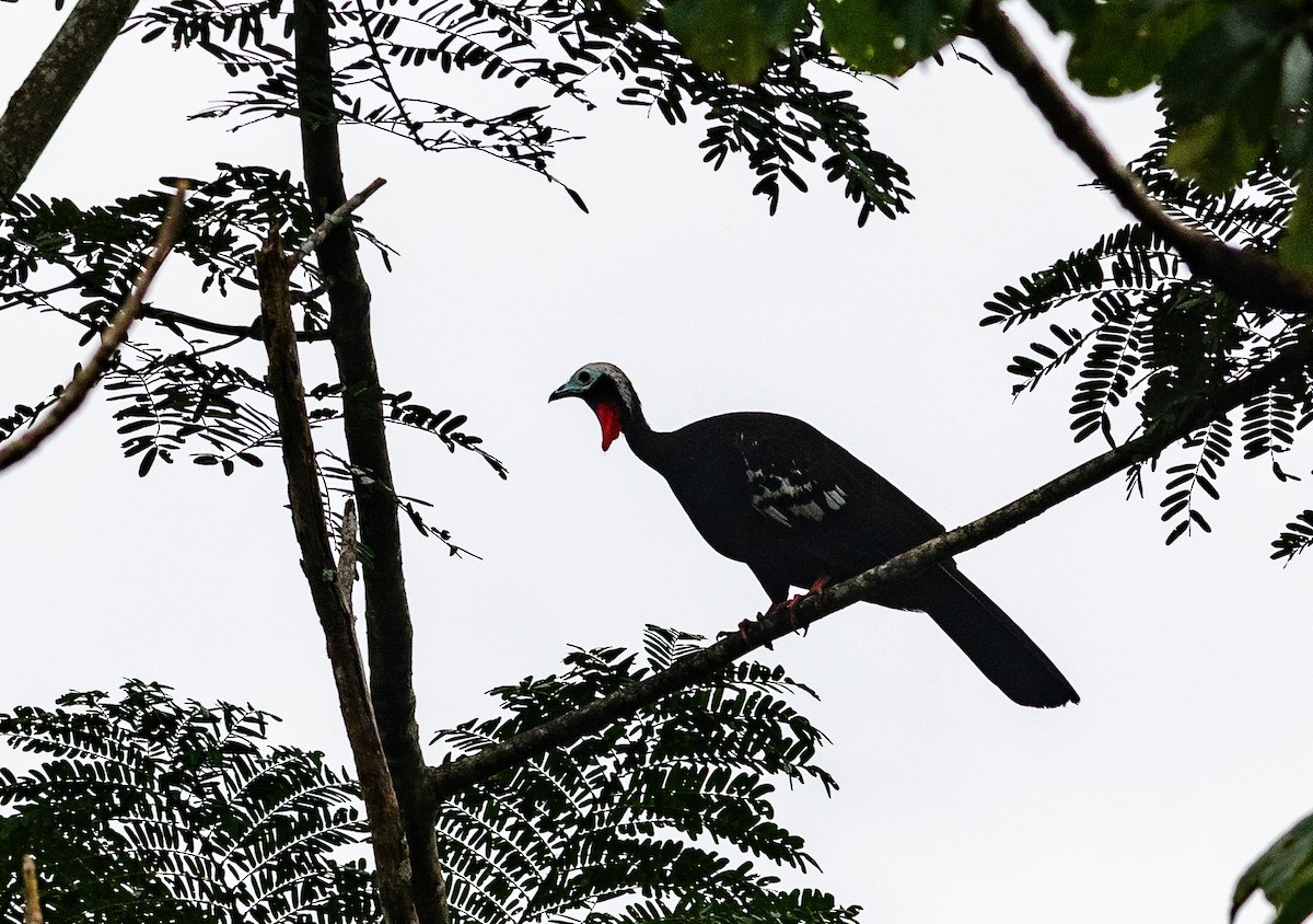 Red-throated Piping-Guan - ML576072531