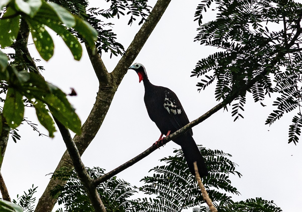 Red-throated Piping-Guan - ML576072541