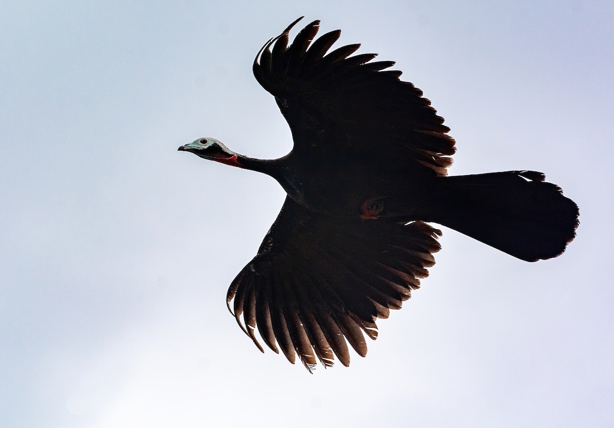 Red-throated Piping-Guan - ML576072551
