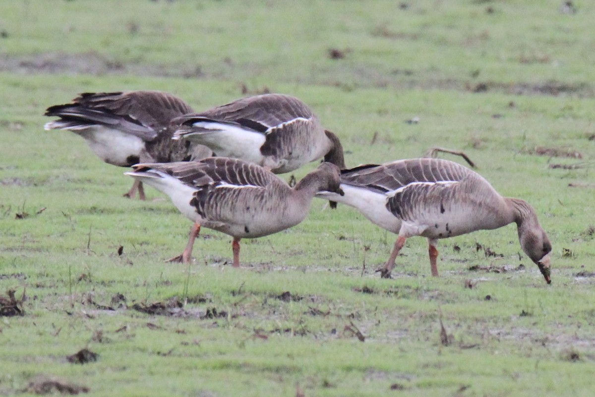 Greater White-fronted Goose - ML57607311